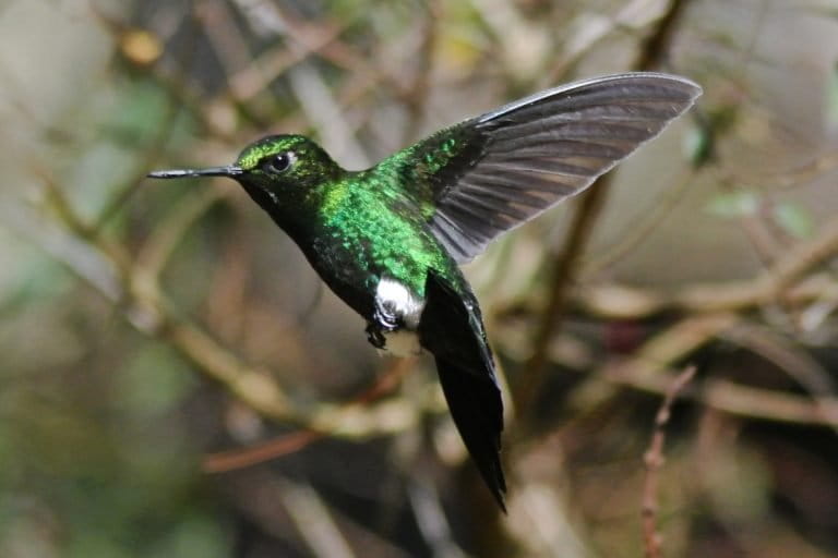 A male glowing puffleg in Colombia captured mid-flight. 