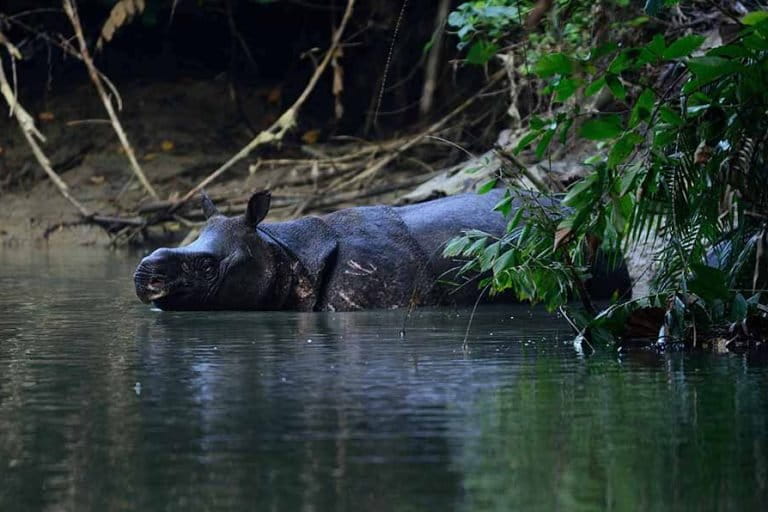 photo of Can the Javan rhino be saved before disaster strikes? image