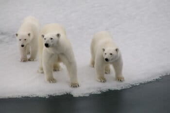 Female bear with cubs observe a visitor