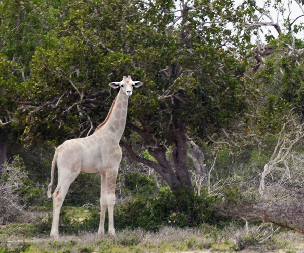 Image result for white giraffe