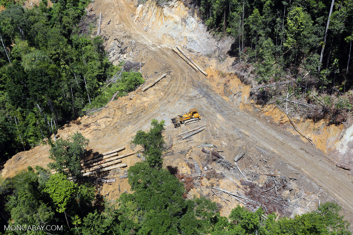 Penebangan kayu hutan di Kalimantan. Foto: Rhett a Butler/ Mongabay