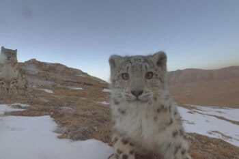 Snow leopards (Panthera uncial) in the Sanjiangyuan region of China, a still from “Ghost of the Mountains.” Photo courtesy of Disneynature.