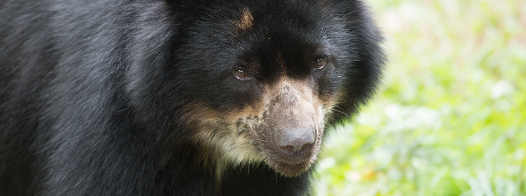 South America’s adorable Andean bear
