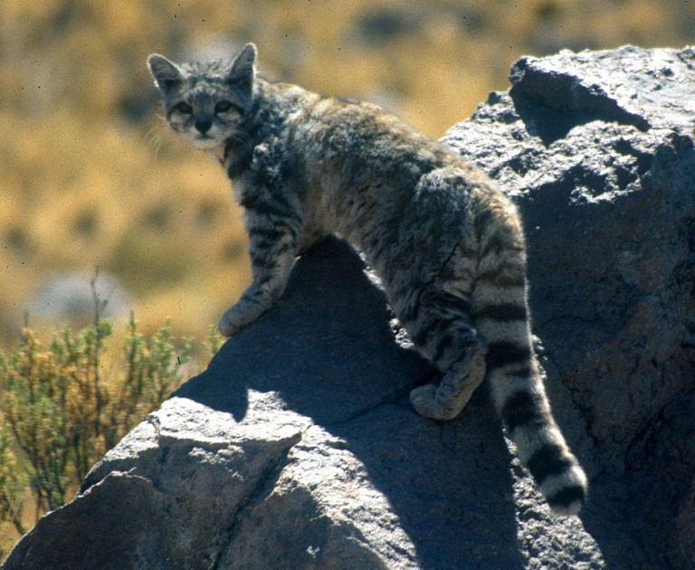 Andean Cat (Leopardus jacobita). Photo by Jim Sanderson/Wikimedia Commons