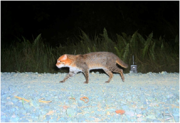 Flat-headed cat (Prionailurus planiceps). Wilting, A./Wikimedia Commons.