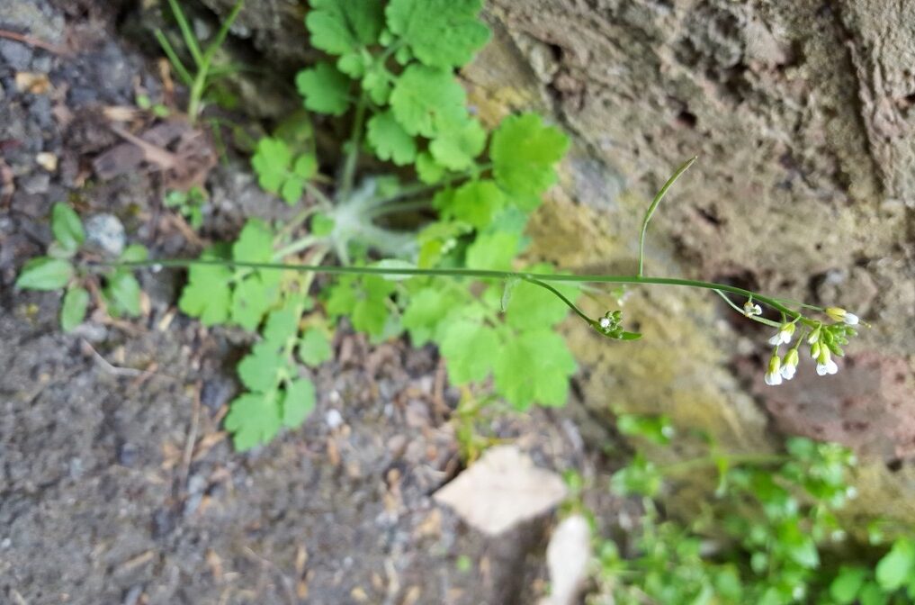 Another Arabidopsis in flower.