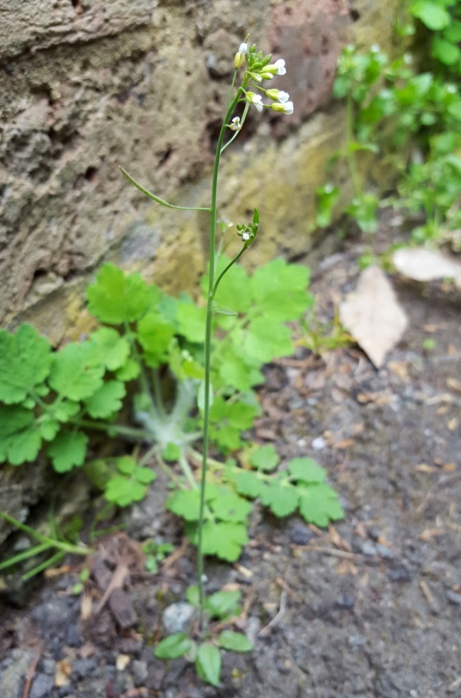 Another Arabidopsis in flower. 