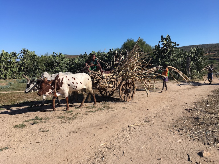 People in the village of Taranty Ambendra, near the protected area, grow sugar cane on the banks of a tributary of the Mandrare River. Photo by Rowan Moore Gerety for Mongabay.