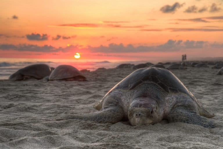 Olive ridley sea turtles on Escobilla beach in Oaxaca, Mexico