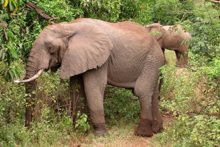 Elephants in the brush of northern Tanzania. 