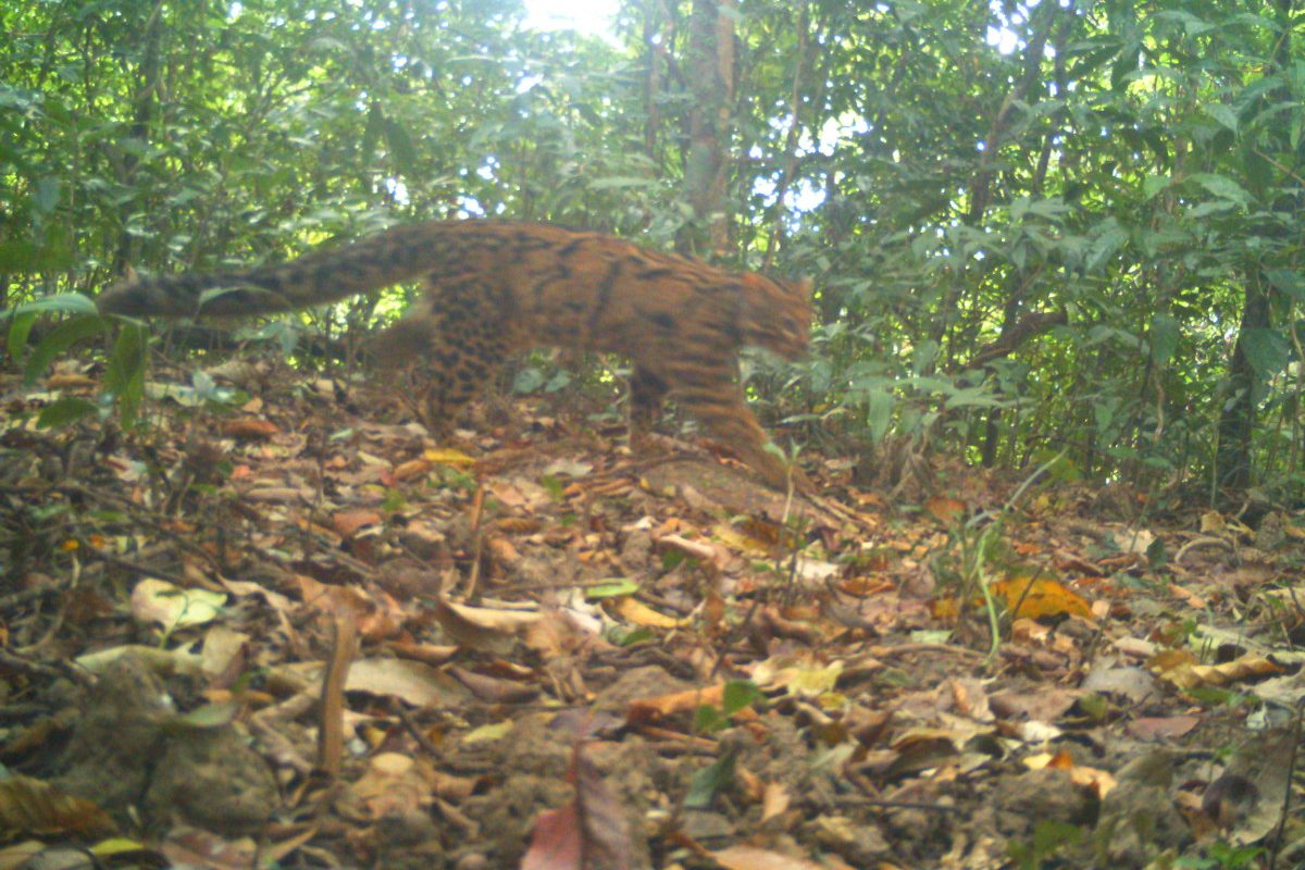 First-ever population estimate of the mysterious marbled cat from ...