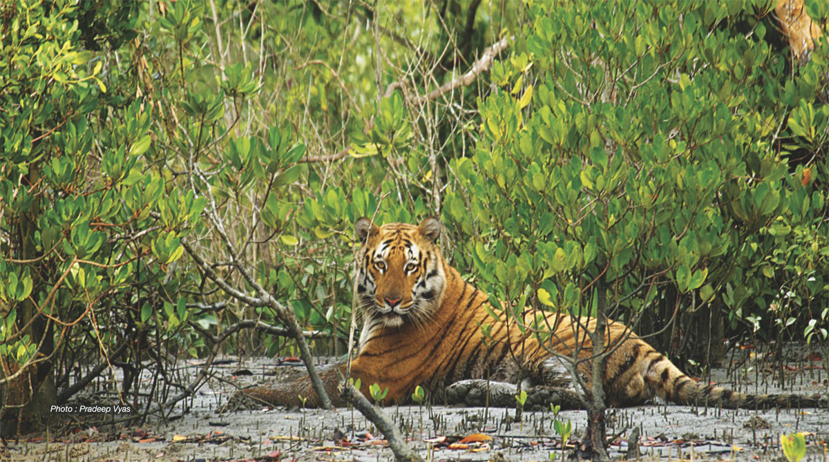 royal bengal tiger in sundarban