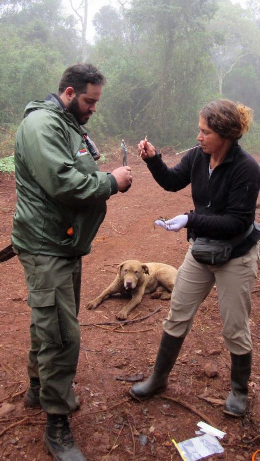 Parkguard Federico Castias and Karen DeMatteo (and Train) collecting a scat sample in Reserva de Biosfera Yabotí in central Misiones, Argentina. 