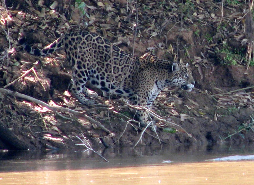 A female jaguar in southern Brazil at the river's edge. Jaguars were the most habitat-sensitive of the five carnivore species in this study. 