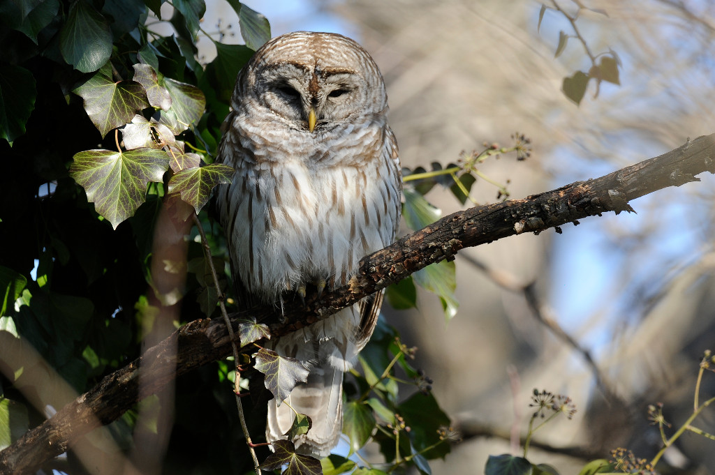 Julie-Larsen-Maher_1887_Barred-Owl_WIL_BZ_02-04-13