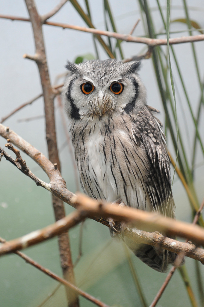 Julie-Larsen-Maher_4087_Southern-White-faced-Owl_07-21-11