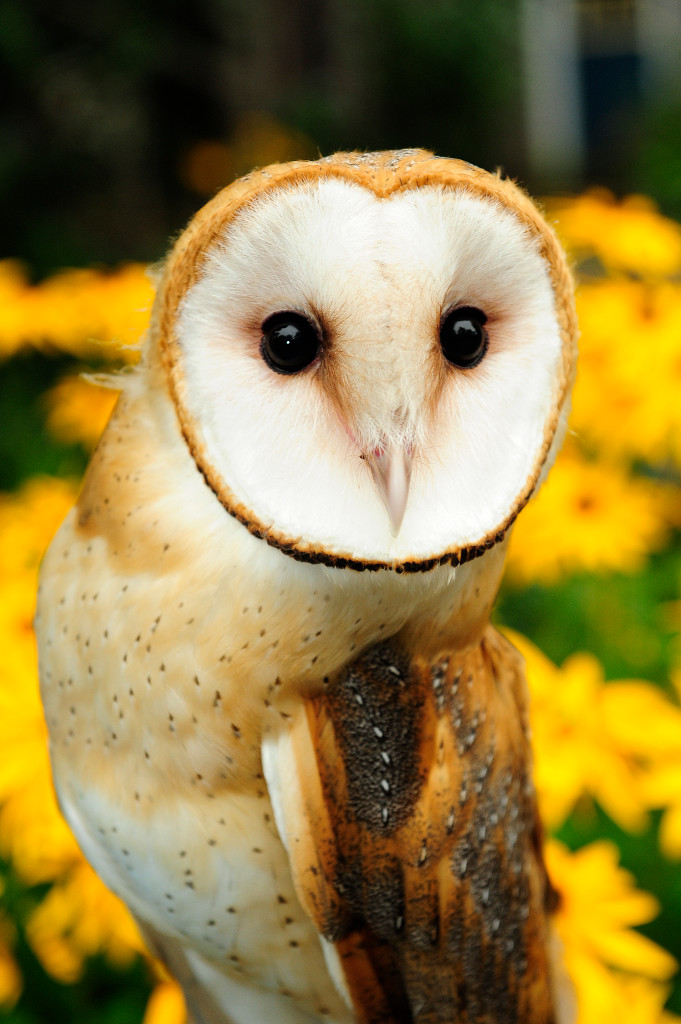 Julie-Larsen-Maher_5465_Barn-Owl-Natures-Air-Show_BZ_08-26-09