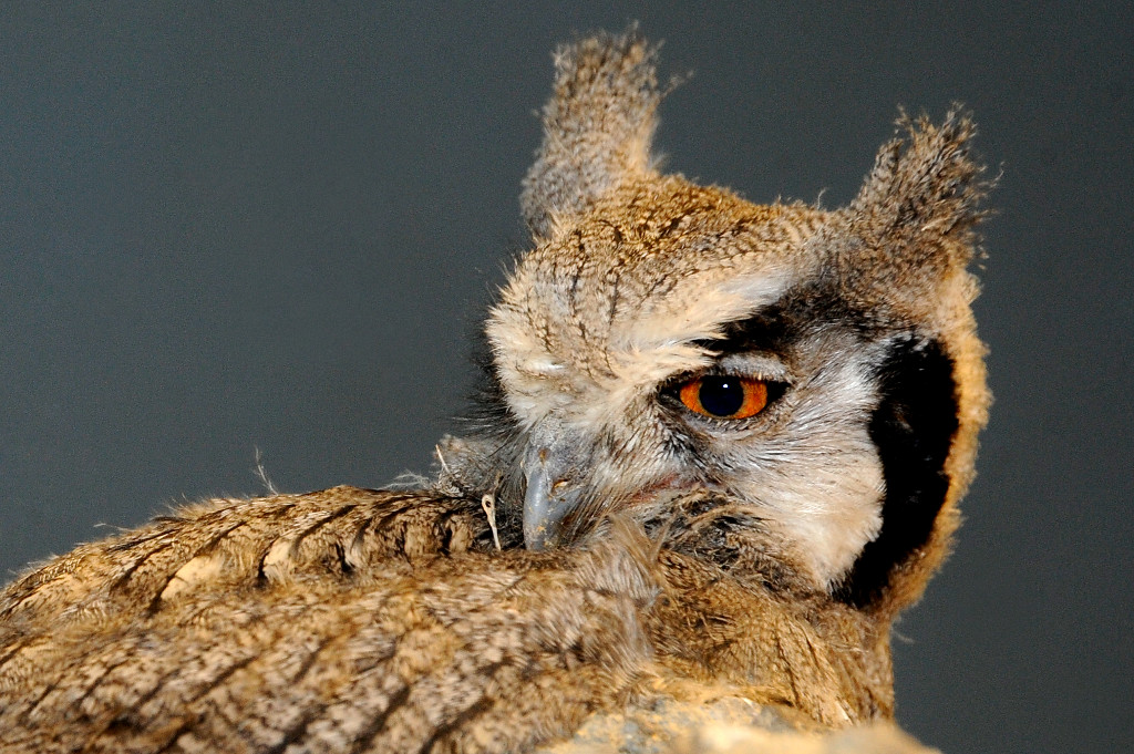 Julie-Larsen-Maher_8905_White-faced-Scops-Owl_CGB_BZ_11-10-10