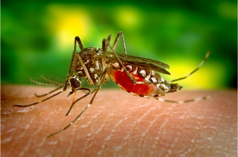 drone sprayer for mosquitoes against malaria