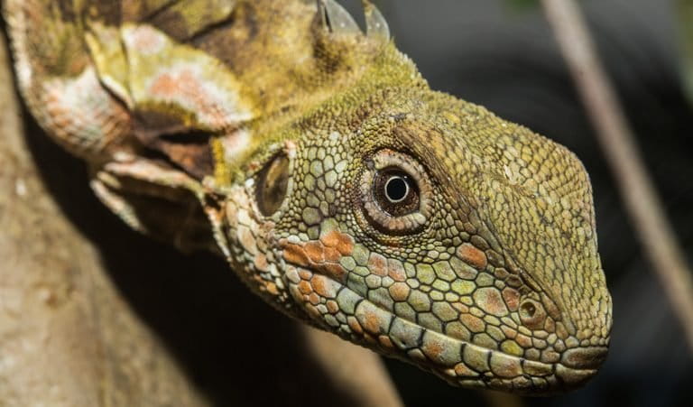 New 'critically endangered' silver boa discovered by scientists in a remote  corner of the Bahamas