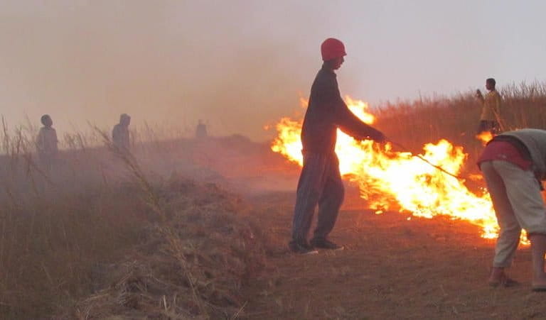 Each dry season, members of the community group VOI Sohisika try to keep brush fires at bay with controlled burns that run along firebreaks on the perimeter of the preserve. Photo courtesy of Missouri Botanical Garden.