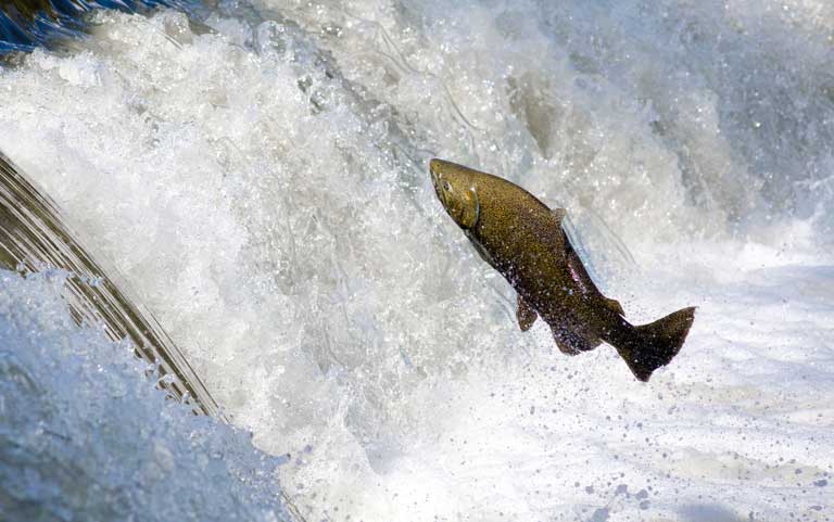 Salmon populations are struggling, bringing economic woes for California's  fishing fleet