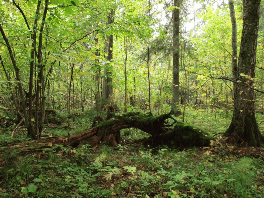 Estonia’s trees Valued resource or squandered second chance?