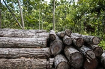 Wood that was cut for charcoal production near Katha, northern Myanmar. Villages in this area used to cut teak and other valuable trees for export, but have since started producing charcoal. The charcoal being exported to China can be made from any tree, regardless of size or kind. This amount of trees could produce about 150 bags of charcoal. Photo by Nathan Siegel for Mongabay.