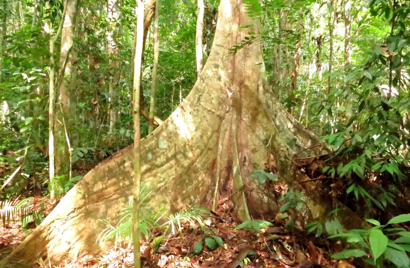 Huge buttress of a rainforest tree in Taman Negara National Park, Malaysia. 