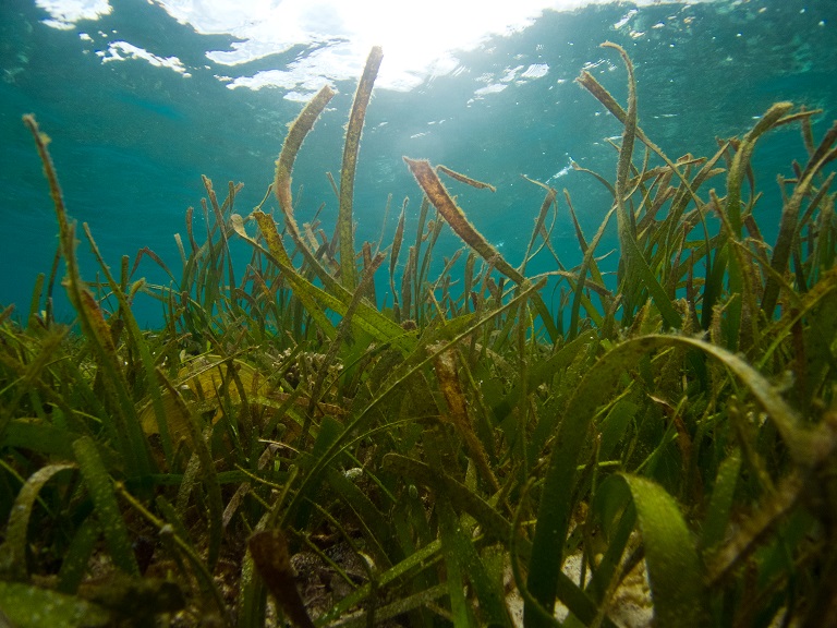 Seagrass Meadows on the Ocean Floor