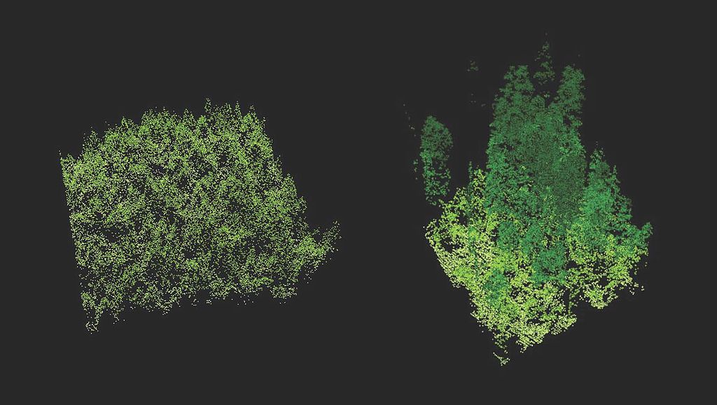 LiDAR image comparing old growth forest to a new tree plantation.