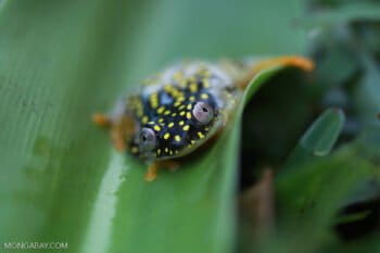 A white spotted reed frog (Heterixalus alboguttatus) in Ranomafana National Park, about 30 miles west of Vohilava. Photo by Rhett A. Butler.