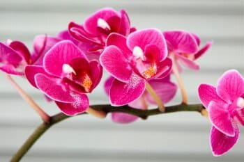 An orchid. Photo by Džoko Stach/Pixabay.