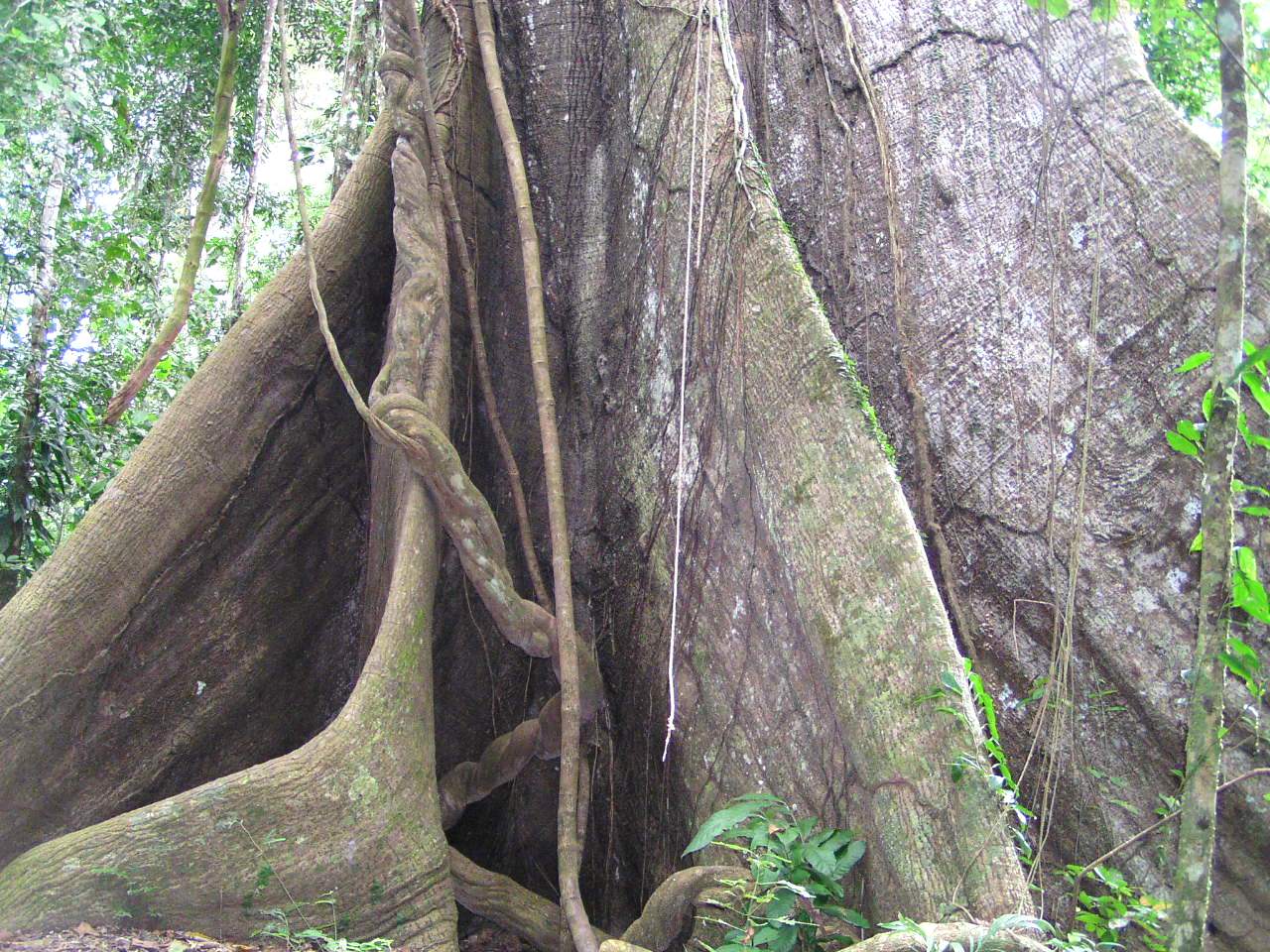 A large canopy emergent tree from the forest floor. Buttressed roots hold it steady in heavy rain. 