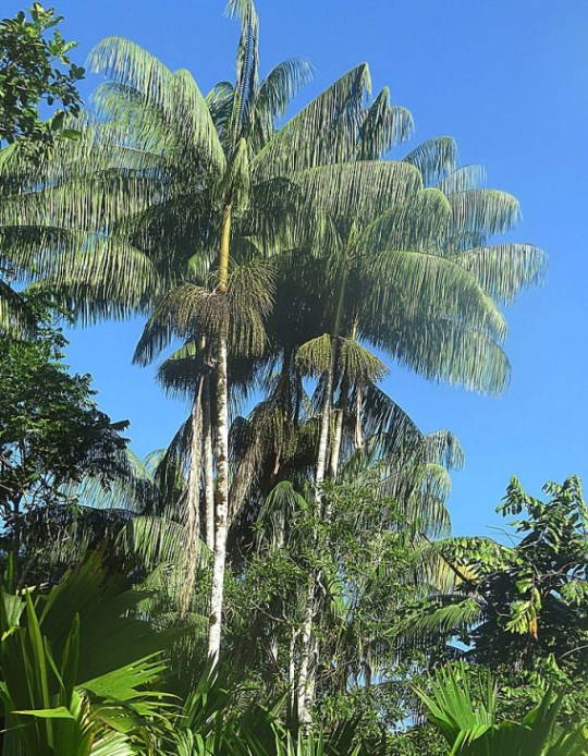 The huasai (a.k.a. Acai) palm from below. 