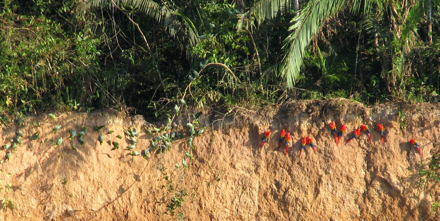 Parrots and scarlet macaws eat the seeds of palms and canopy trees. Here they eat minerals from the river bank clay that provides salt and may help them digest the seeds. 