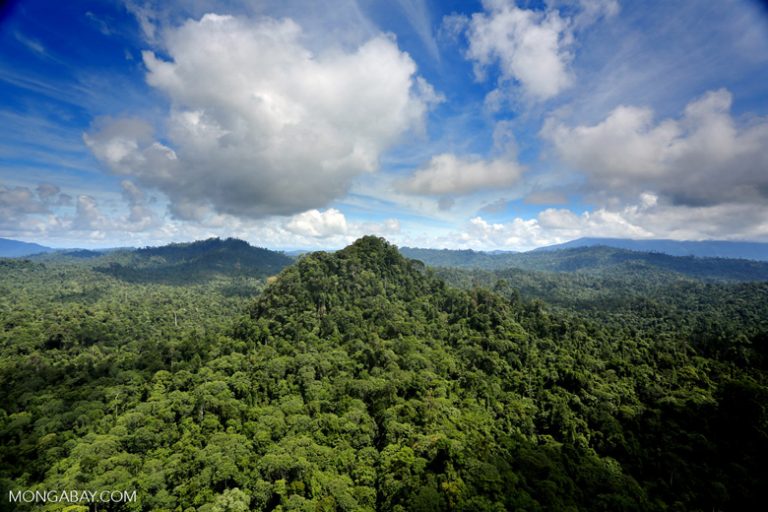 Tropical rainforest in Malaysian Borneo. Borneo's rainforests are still being cleared at a rapid rate.