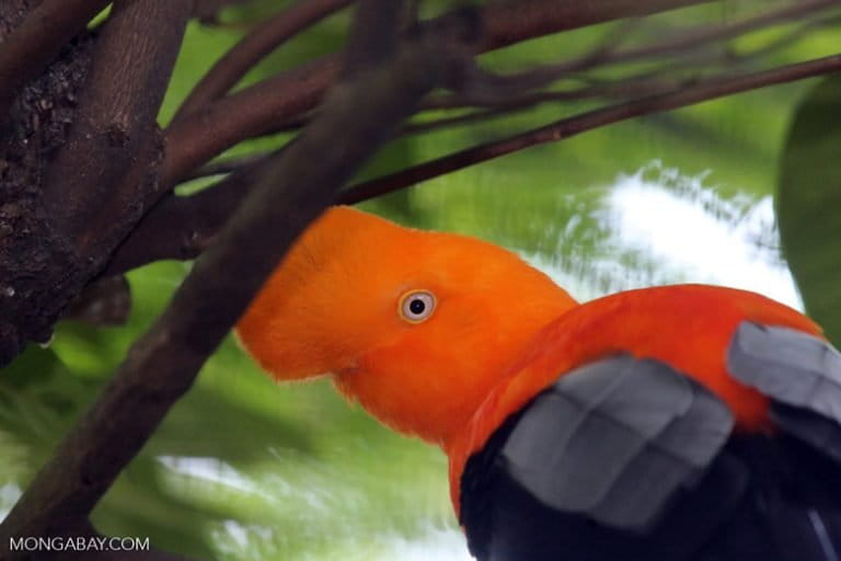 Andean cock-of-the-rock from the Western Amazon. Photo by Rhett A. Butler