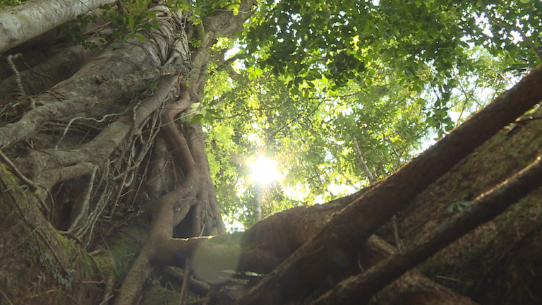 A view of the rainforest in Marojejy National Park. Photo by Dan Ashby and Lucy Taylor for Mongabay.