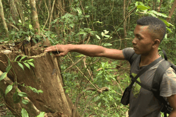 Franco Rajaonarison, a guide, shows a rosewood stump in Marojejy National Park. Photo by Dan Ashby and Lucy Taylor for Mongabay.