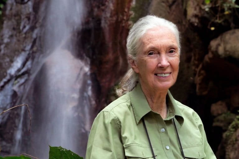 Jane Goodall. Photo credit: Jane Goodall Institute.