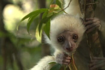 A baby silky sifaka lemur (Propithecus candidus) in Marojejy National Park. Photo by Dan Ashby and Lucy Taylor for Mongabay.