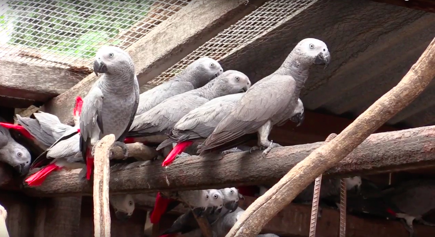 african grey parrot