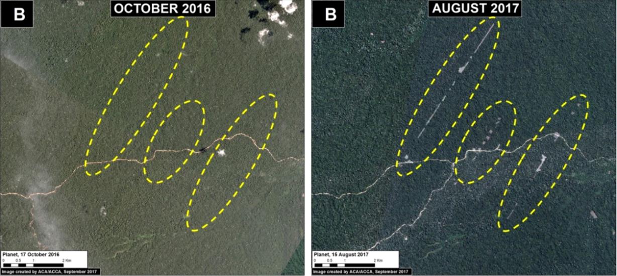 Images from MAAP map #69 of the tell-tale linear form of early forest clearing in the Amazon. The MAAP team first identified these new roads and small agricultural plots within national forestry lands in Ucayali, Peru from the alerts they received for this region. 