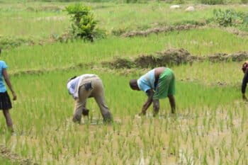 Men and women spend hours sowing rice seedlings and ploughing the land. Photo by Dan Ashby and Lucy Taylor for Mongabay.