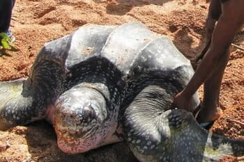 A turtle at Shell Beach in Region 1 of Guyana. Photo courtesy of Guyana Marine Conservation Society.