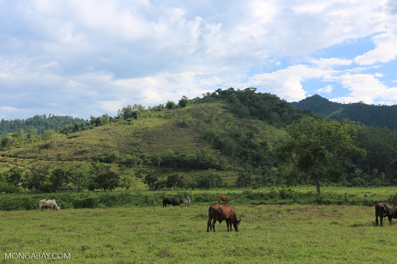 Las reses pastan en tierra talada en Brasil. Foto: Rhett A. Butler para Mongabay.