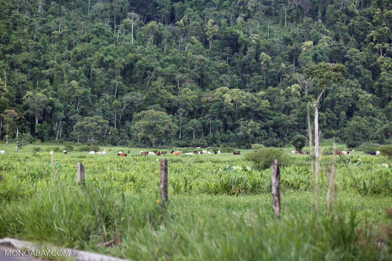 El desmonte para la ganadería es la causa principal de la deforestación en la Amazonía brasileña. Foto: Rhett A. Butler para Mongabay.