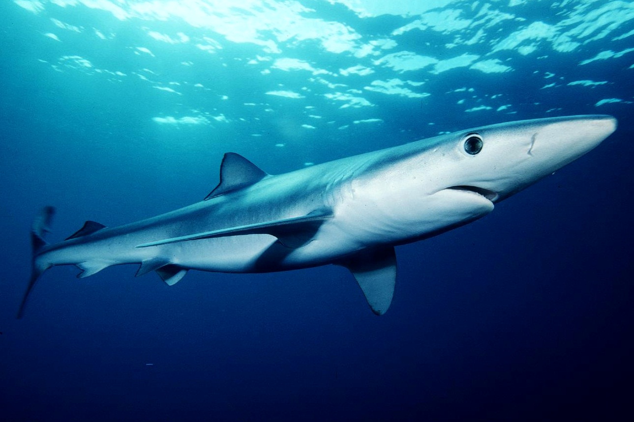 A blue shark, distinguished by its long, thin head and body, plies the coastal seas off California. They spend most of their time in the open ocean.