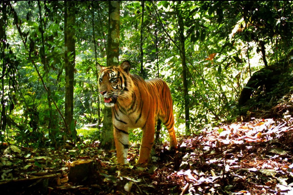Habitat loss drives deadly conflict in Indonesia's tiger country